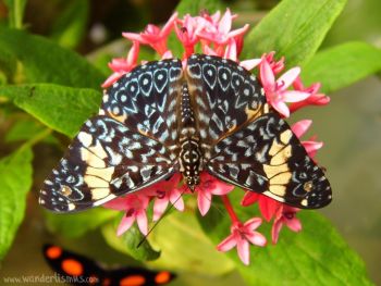 Hamadryas-amphinome-Blauer-Mosaikfalter